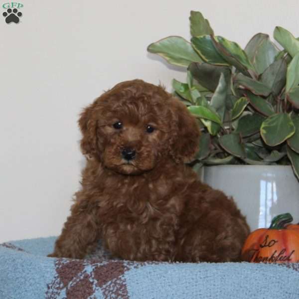 Garfield, Cavapoo Puppy